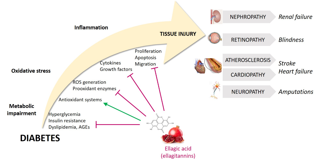 Ellagic Acid Image 2